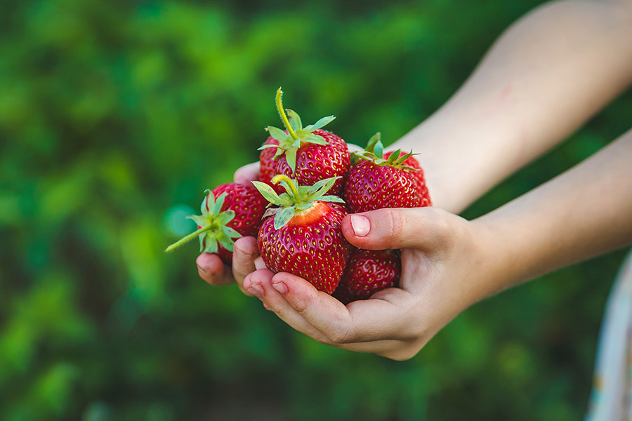 Hände halten frische Erdbeeren im Freien.